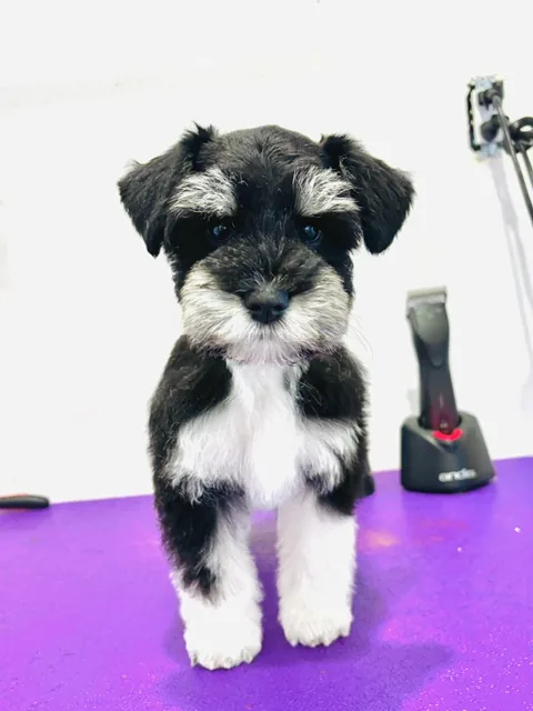 A black and white schnauzer with a neat beard, freshly trimmed